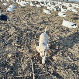 Labrador Retriever Puppies from Knotty Creek Labradors