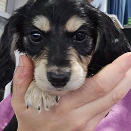 Black and Cream female white paws PURPLE - Black and cream female Dachshund puppy in Fulton, Missouri from New Hope Dachshund Puppies