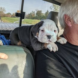 Boxer and Bulldog Puppies from Perry Hill Bullies