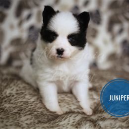 Pomsky Puppies from New Gaia Pomsky