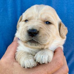 Maize - Golden female Golden Retriever puppy in Doniphan, Missouri from Stockford’s Golden Retrievers