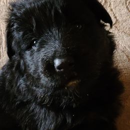German Shepherd Puppies from Tuchscherer Kennel