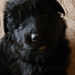 German Shepherd Puppies from Tuchscherer Kennel