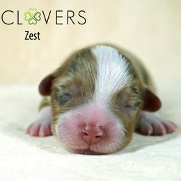 Zest - Red merle male Miniature American Shepherd puppy in Carlisle, Pennsylvania from 4 Clovers Kennel