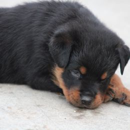 Rottweiler Puppies from Cross Creek Rottweilers