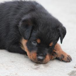Rottweiler Puppies from Cross Creek Rottweilers