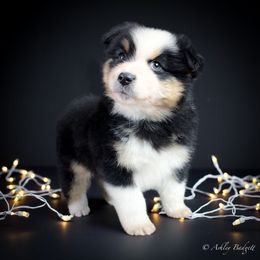 Jasper - Black tri male Miniature American Shepherd puppy in Omaha, Arkansas from Ashland Miniature American Shepherds & Miniature Australian Shepherds