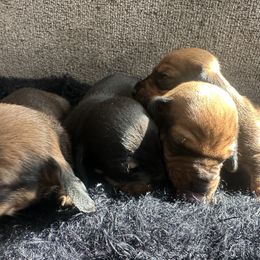 Dachshund Puppies from Rosey dachshund