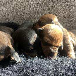Dachshund Puppies from Rosey dachshund