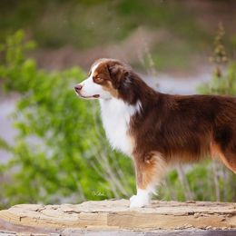 Pedro - Miniature American Shepherd