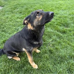 Ellie - German Shepherd