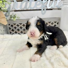 Chocolate Chip - Tri-color female Bernedoodle puppy in Hegins, Pennsylvania from Bubbling Springs Doodles, LLC