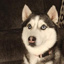 Miska - Siberian Husky