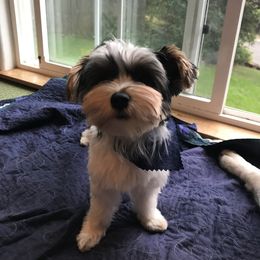 Farris - Biewer Terrier