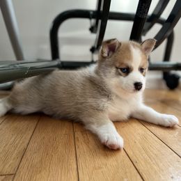 Pomskies from Pepper Pomskies