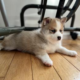 Pomskies from Pepper Pomskies