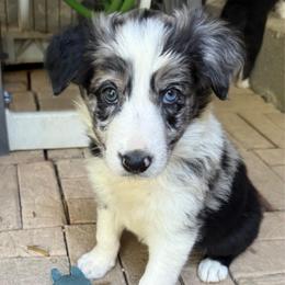 Bodhi - Blue merle male Border Collie puppy in Fairview, Tennessee from Hoffman Forest Acres LLC