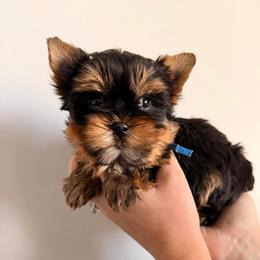 Kovu - Black and tan male Yorkshire Terrier puppy in Georgia from Nalley Kennels