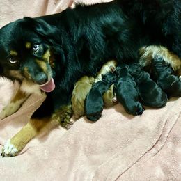 Raven - Black tri female Miniature Australian Shepherd puppy in Dalbo, Minnesota from JW Ranch Aussies