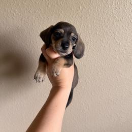 Male 3 (blue collar) - Wild boar and cream male Dachshund puppy in Modesto, California from Once Upon a Mini Dachshund
