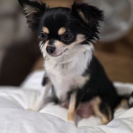 SHELLY AKC - Chihuahua
