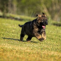German Shepherd Puppies from Sommerfeld German Shepherds
