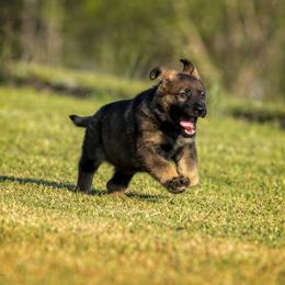 German Shepherd Puppies from Sommerfeld German Shepherds