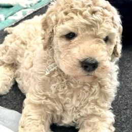 Goldendoodle Puppies from Only Loving Pups