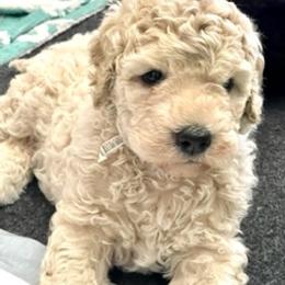 Goldendoodle Puppies from Only Loving Pups