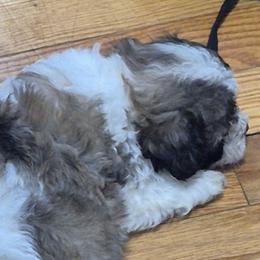 Shichons from Kelli's Kennels