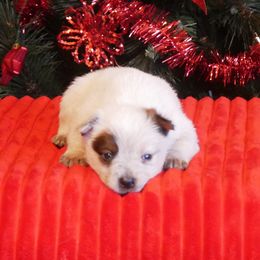 Dantzer - Red mottled female Australian Cattle Dog puppy in Buffalo Valley, Tennessee from Buffalo Valley Breeders