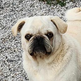 Pugs from Locust Creek Pugs