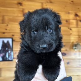 Helena - Black female German Shepherd puppy in Garland, Maine from Vom Schön Traumhund