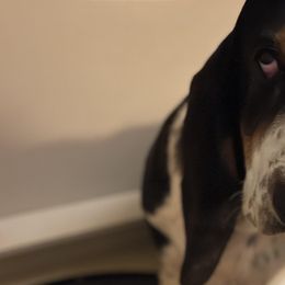 Basset Hounds from Rainbow Ranch