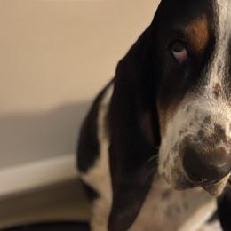 Basset Hounds from Rainbow Ranch