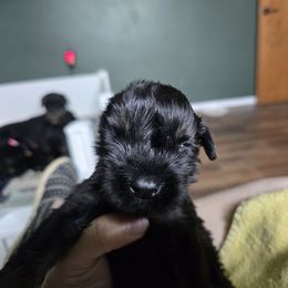 Blue Collar - Black and tan male Giant Schnauzer puppy in Cloverdale, Ohio from House of Roth Giant Schnauzers