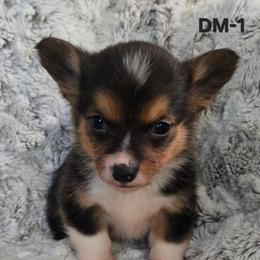 DM-1 - Black and tan male Pembroke Welsh Corgi puppy in Ely, Minnesota from RJ's Corgis