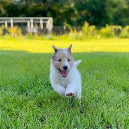 Daisy - White merle female Collie puppy in St Augustine, Florida from Saltwater Collies LLC
