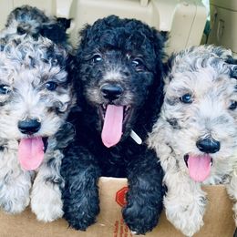 Aussiedoodle and Poodle Puppies from Sassy Poodle’s & Doodle’s