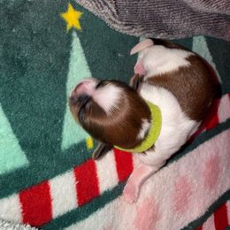 Boo - Gold and white female Shih Tzu puppy in Huber Heights, Ohio from Little Healthy Purebred Pups