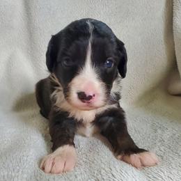 Fozzie - Black male Sheepadoodle puppy in Bellevue, Iowa from Fluffy Wonders Poms and Doodles