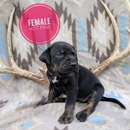 Catahoula Leopard Dog Puppies from ArkieHoulas