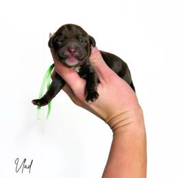 Vlad - Chocolate male Cavapoo puppy in Wamego, Kansas from Doodles of Oz