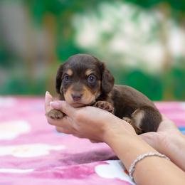 Snoopy - Chocolate and tan male Dachshund puppy in Fort Myers, Florida from Blossom Paws