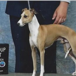 Linus - Italian Greyhound