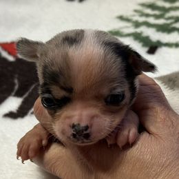 Cruise - Merle male Chihuahua puppy in Hampton, Virginia from Chilove Chihuahuas