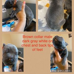 Boy 7 - Gray Cane Corso puppy in Mercer, Pennsylvania from Midnight Cane Corso USA