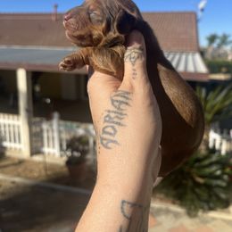 Ginger - Red female Dachshund puppy in Riverside, California from Keeping it mini kennels