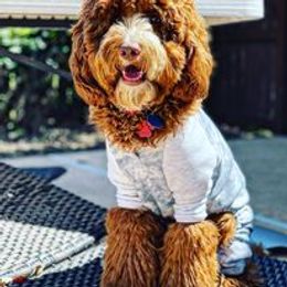 Levi - Australian Labradoodle