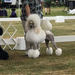 Amore - Poodle